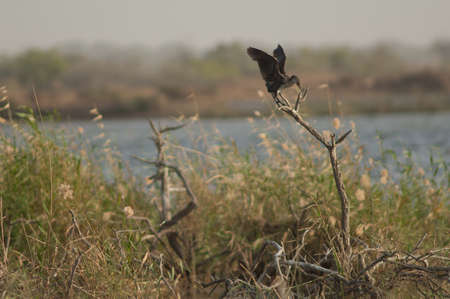 Reed cormorant Microcarbo africanus on a tree. Oiseaux du Djoudj National Park. Saint-Louis. Senegal.の写真素材