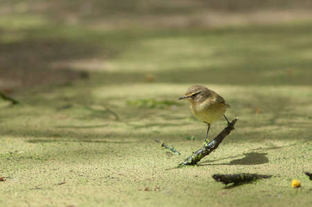 Common chiffchaff Phylloscopus collybita on a branch in a lagoon. Oiseaux du Djoudj National Park. Saint-Louis. Senegal.の写真素材