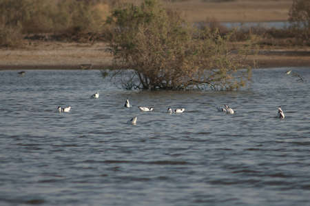 Pied avocets Recurvirostra avosetta searching for food. Oiseaux du Djoudj National Park. Saint-Louis. Senegal.の写真素材