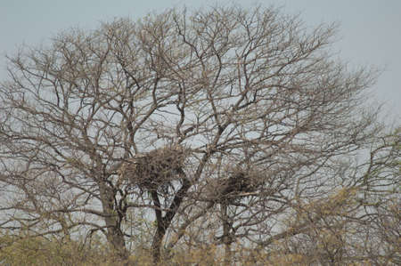 Nests of African fish eagle Haliaeetus vocifer. New nest to the left and old nest to the right....