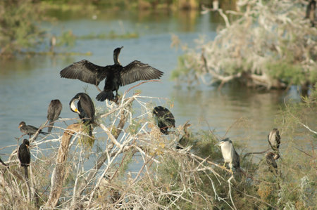 Great cormorants, reed cormorants and black-crowned night heron. Oiseaux du Djoudj National Park....