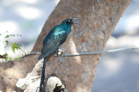 Long-tailed glossy starling Lamprotornis caudatus calling. Tambacounda. Senegal.の写真素材