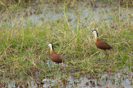 Pair of African jacanas Actophilornis africanus. Niokolo Koba National Park. Tambacounda. Senegal.の写真素材