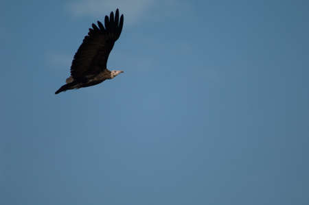 Hooded vulture Necrosyrtes monachus in flight. Niokolo Koba National Park. Tambacounda. Senegal.