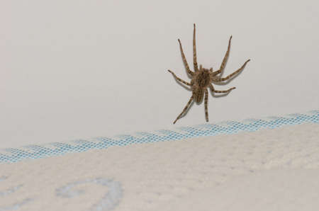 Funnel weaver Tegenaria sp. on a wall above a mattress. Agulo. La Gomera. Canary Islands. Spain.