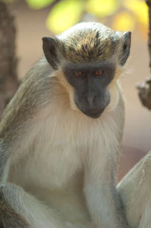 Green monkey Chlorocebus sabaeus in Niokolo Koba National Park. Tambacounda. Senegal.
