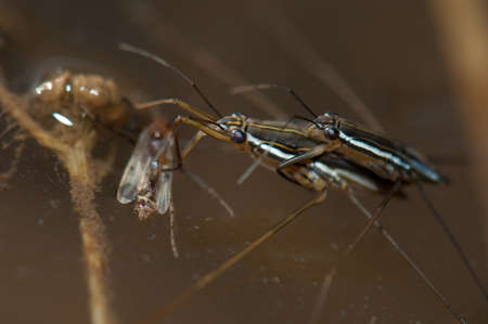 Copulation of aquatic hemiptera while the female feeding on a insect. Gambia River. Niokolo Koba National Park. Tambacounda. Senegal.の写真素材