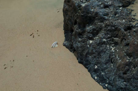 Tracks of bird, shell and rock. Natural Reserve of Popenguine. Thies. Senegal.