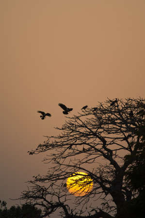 Pied crows Corvus albus arriving to the roosting site at sunset. Dakar. Senegal.の写真素材
