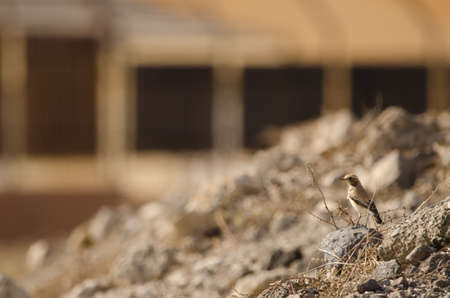 Desert wheatear Oenanthe deserti. Las Palmas de Gran Canaria. Gran Canaria. Canary Islands. Spain.の写真素材