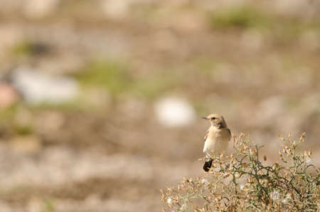 Desert wheatear Oenanthe deserti on a Launaea arborescens. Las Palmas de Gran Canaria. Gran Canaria. Canary Islands. Spain.の写真素材