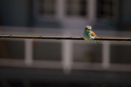 Abyssinian roller Coracias abyssinicus resting on a electric cable. Las Palmas de Gran Canaria. Gran Canaria. Canary Islands. Spain.の写真素材