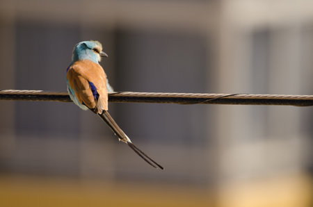 Abyssinian roller Coracias abyssinicus resting on a electric cable. Las Palmas de Gran Canaria. Gran Canaria. Canary Islands. Spain.の写真素材