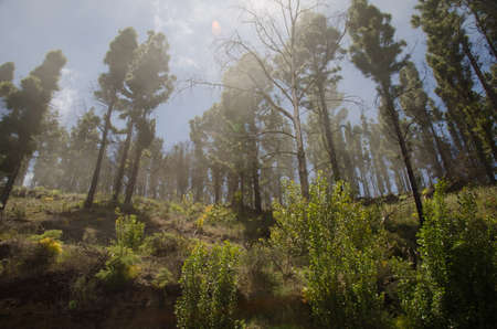 Forest of Canary Island pine Pinus canariensis backlighting. The Nublo Rural Park. Tejeda. Gran...