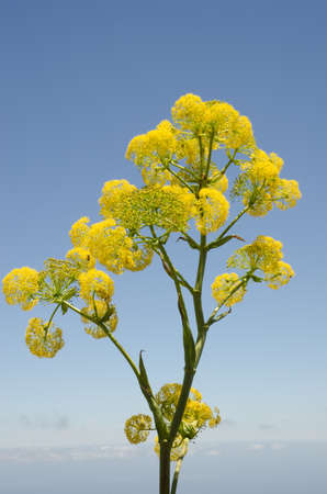 Plant Ferula linkii in flower. San Mateo. Gran Canaria. Canary Islands. Spain.の写真素材