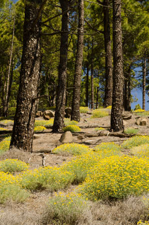 Forest of Canary Island pine Pinus canariensis and shrubs of birds-foot trefoils Lotus sp. Gran Canaria. Canary Islands. Spain.の写真素材