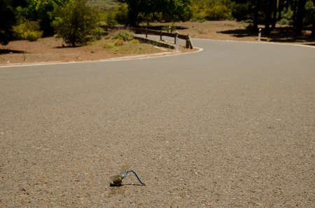 Male emperor dragonfly Anax imperator run over. Las Cumbres Protected Landscape. Tejeda. Gran Canaria. Canary Islands. Spain.の写真素材