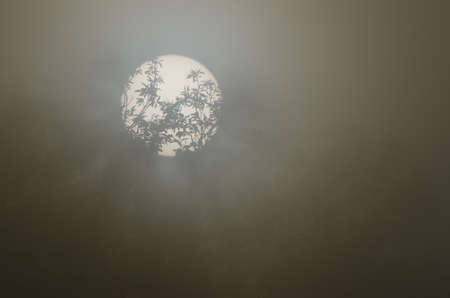 Sweet chestnut Castanea sativa in the fog at dawn. Cueva Grande. San Mateo. Gran Canaria. Canary Islands. Spain.の写真素材