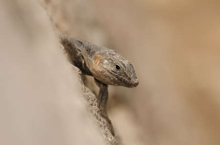 Male Gran Canaria giant lizard Gallotia stehlini. La Goleta. The Nublo Rural Park. Tejeda. Gran...