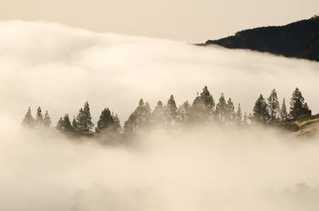 Forest of Canary Island pine Pinus canariensis in a sea of clouds at dawn. San Mateo. Gran Canaria....
