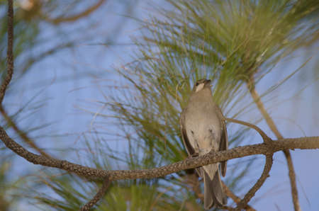 Female Gran Canaria blue chaffinch Fringilla polatzeki with a mantis. The Nublo Rural Park. Tejeda. Gran Canaria. Canary Islands. Spain.の写真素材