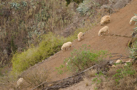 Flock of sheep Ovis aries. Firgas. Gran Canaria. Canary Islands. Spain.の写真素材
