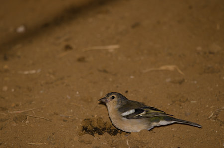Male Gran Canaria chaffinch Fringilla canariensis bakeri eating on the ground. Firgas. Gran Canaria. Canary Islands. Spain.の写真素材