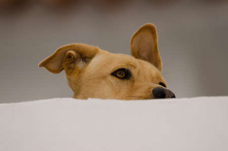 Dog Canis lupus familiaris on a rooftop. Firgas. Gran Canaria. Canary Islands. Spain.の写真素材