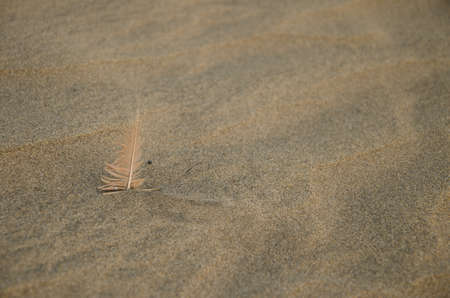 Feather in the sand. Special Natural Reserve of the Maspalomas Dunes. San Bartolome de Tirajana. Gran Canaria. Canary Islands. Spain.の写真素材