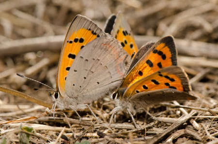 Butterflies small copper Lycaena phlaeas copulating and another male next to them. La Siberia. San Mateo. Gran Canaria. Canary Islands. Spain.の写真素材