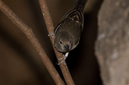 Juvenile Gran Canaria blue chaffinch Fringilla polatzeki. Picture blur to suggest movement. The...