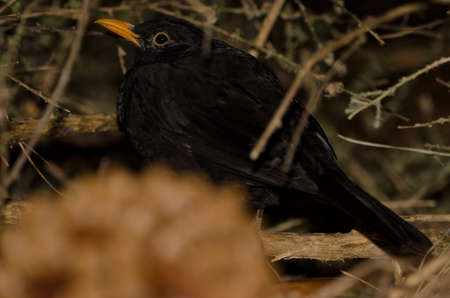 Male common blackbird Turdus merula cabrerae resting. The Nublo Rural Park. Tejeda. Gran Canaria....
