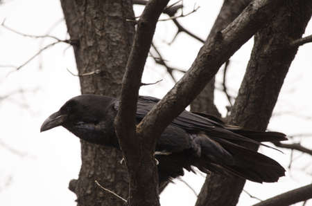 Canary Islands raven Corvus corax canariensis. Llanos de Ana Lopez. San Mateo. Gran Canaria. Canary Islands. Spain.の写真素材