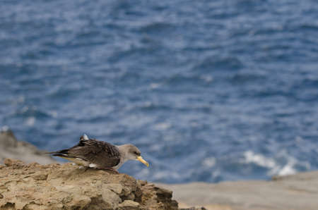Juvenile corys shearwater Calonectris borealis during a release. Gran Canaria. Canary Islands. Spain.の写真素材