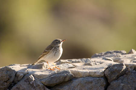 Berthelots pipit Anthus berthelotii on a rock wall. The Nublo Rural Park. Tejeda. Gran Canaria. Canary Islands. Spain.の写真素材