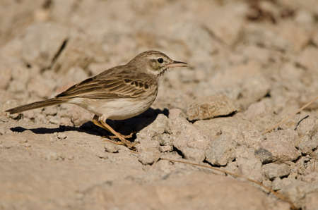 Berthelots pipit Anthus berthelotii calling. The Nublo Rural Park. Tejeda. Gran Canaria. Canary Islands. Spain.の写真素材