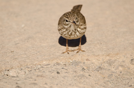 Berthelots pipit Anthus berthelotii. The Nublo Rural Park. Tejeda. Gran Canaria. Canary Islands. Spain.の写真素材