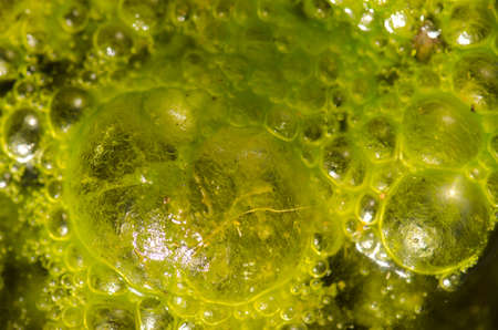 Water bubbles on the surface of a pond covered with algae. The Nublo Rural Park. Tejeda. Gran Canaria. Canary Islands. Spain.の写真素材