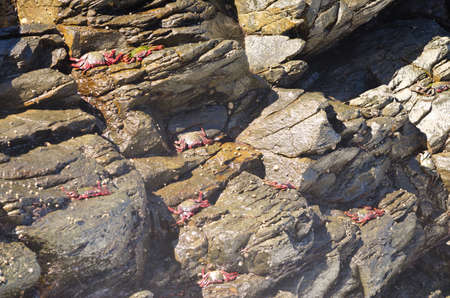 Crabs Grapsus adscensionis on a rocky cliff. Quintanilla. Arucas. Gran Canaria. Canary Islands. Spain.の写真素材
