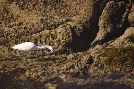 Little egret Egretta garzetta fishing. Galdar. Gran Canaria. Canary Islands. Spain.の写真素材