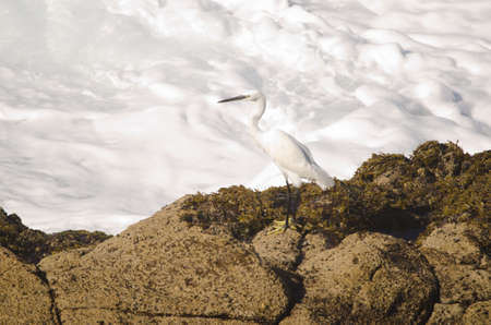 Little egret Egretta garzetta in the coast. Galdar. Gran Canaria. Canary Islands. Spain.の写真素材
