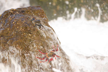 Crab Grapsus adscensionis under the splash of a wave. Sardina del Norte. Galdar. Gran Canaria. Canary Islands. Spain.の写真素材