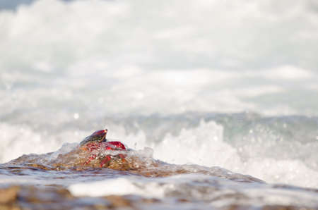 Crab Grapsus adscensionis bathed by a wave. Sardina del Norte. Galdar. Gran Canaria. Canary Islands. Spain.の写真素材