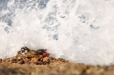 Crab Grapsus adscensionis bathed by a wave. Sardina del Norte. Galdar. Gran Canaria. Canary Islands. Spain.の写真素材