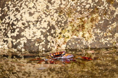 Crab Grapsus adscensionis in a puddle of the coast. Sardina del Norte. Galdar. Gran Canaria. Canary Islands. Spain.の写真素材