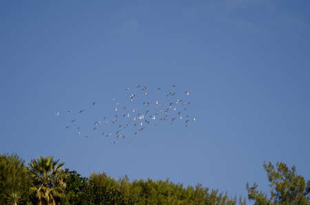 Flock of domestic pigeons Columba livia domestica in flight. Sardina del Norte. Galdar. Gran...