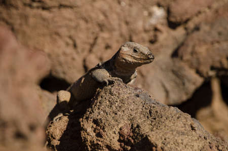 Male Gran Canaria giant lizard Gallotia stehlini. La Garita. Telde. Gran Canaria. Canary Islands. Spain.の写真素材