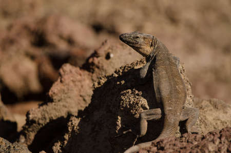 Male Gran Canaria giant lizard Gallotia stehlini. La Garita. Telde. Gran Canaria. Canary Islands. Spain.の写真素材