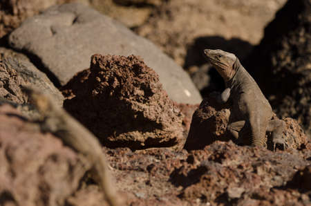 Gran Canaria giant lizards Gallotia stehlini with a male in the background. La Garita. Telde. Gran Canaria. Canary Islands. Spain.の写真素材