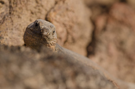 Male Gran Canaria giant lizard Gallotia stehlini. La Garita. Telde. Gran Canaria. Canary Islands. Spain.の写真素材